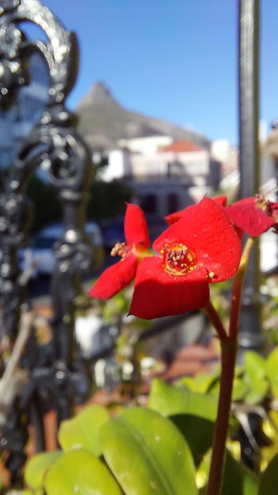 Ami Vine House Hotel Cape Town Exterior photo
